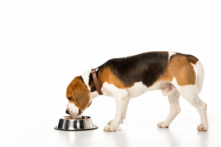 Nutritional imbalance - risks of feeding raw food to dogs